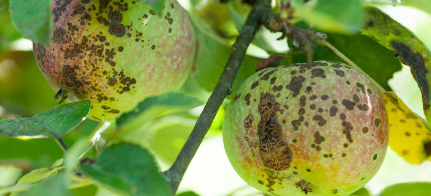 Pommier avec des fruits présentant des symptômes de tavelure