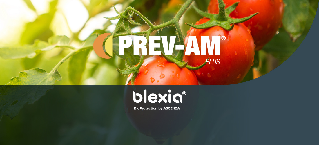 Prev-Am Plus: Una Soluzione Multi-Pest per un “Pomodoro” sempre più Sostenibile