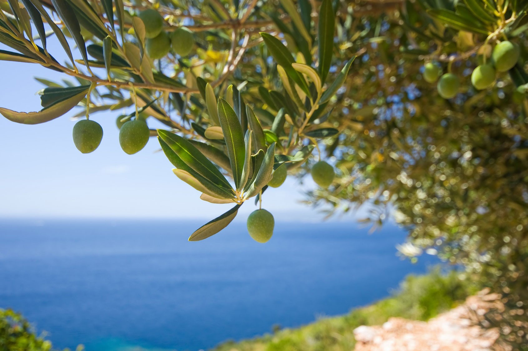 Approfondimenti Ascenza - Matsuda, proteggere oliveti ascenza italia