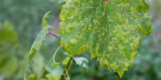 Closeup of vine grape leaf affected by Downy Mildew