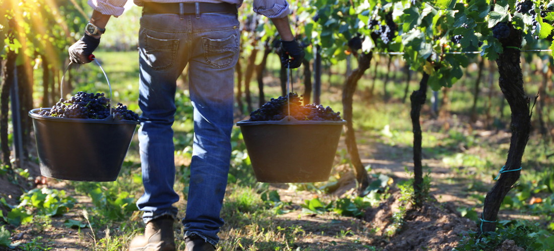 grape harvest