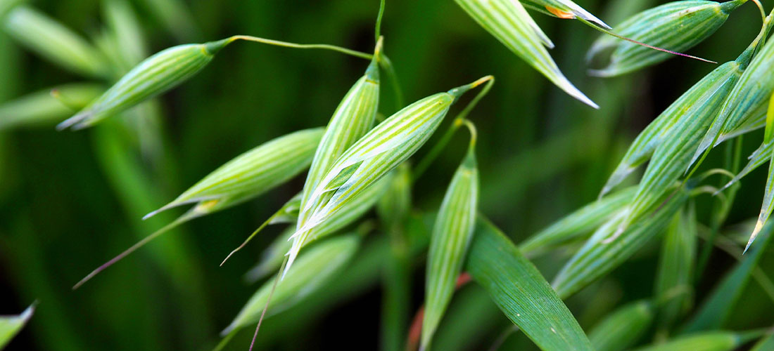 Gestione delle Avene resistenti: agronomia e diserbi di pre-emergenza 