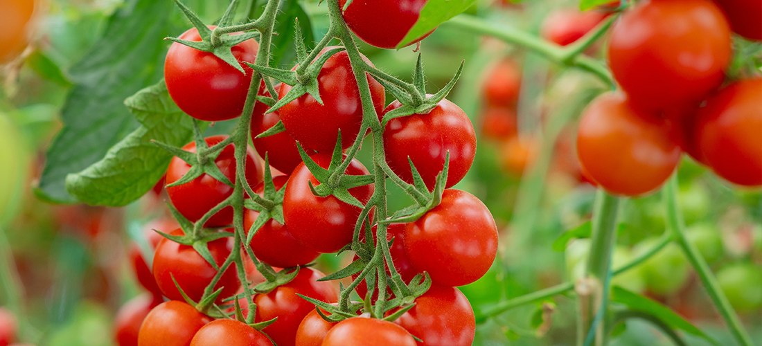 Actlet C: doppia forza contro la peronospora del pomodoro