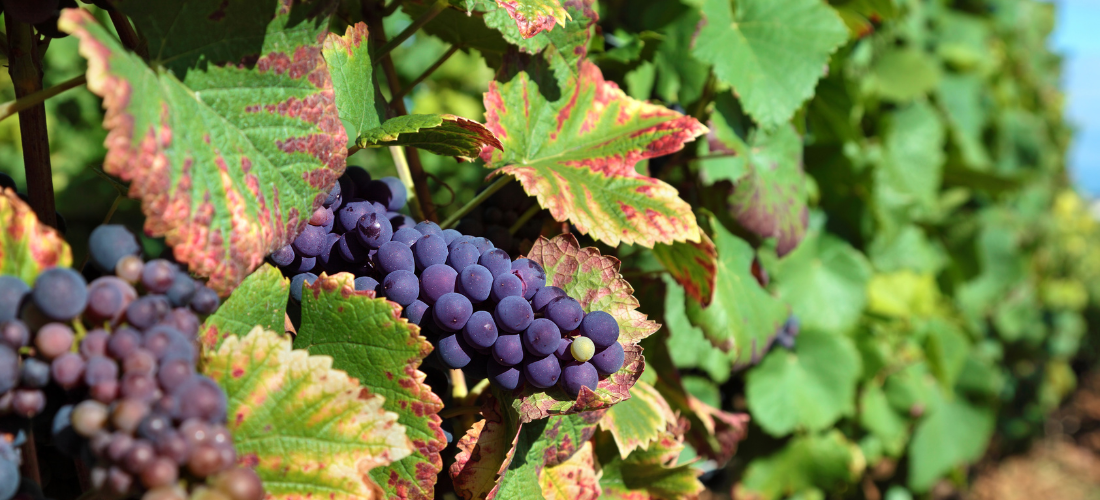 Grapes and flavescence dorée