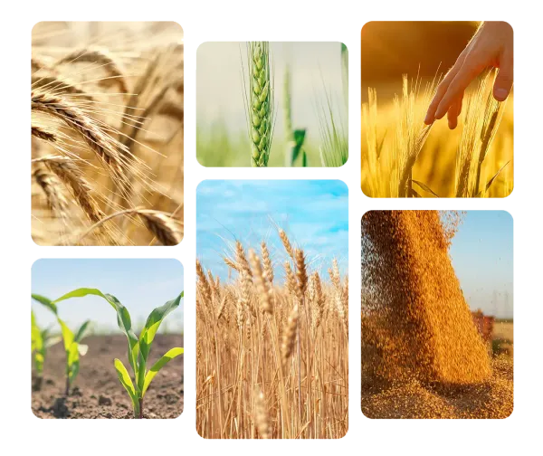 alt text: mosaic of six images of cereals in different stages