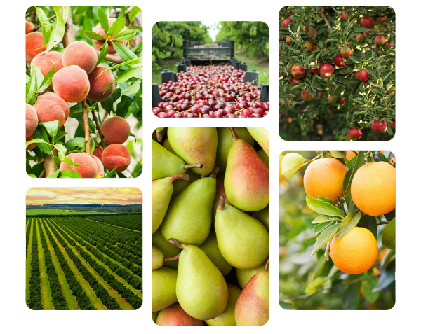 alt text: fruticolle