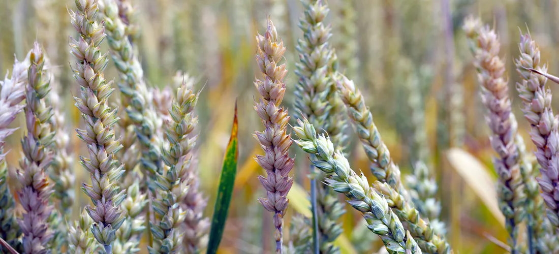 Perante o fusarium, procure uma proteção preventiva.