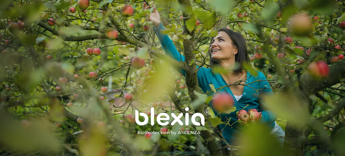 young woman picking apples in an orchard having fun harvesting the ripe fruits of her family's labour(color toned image)