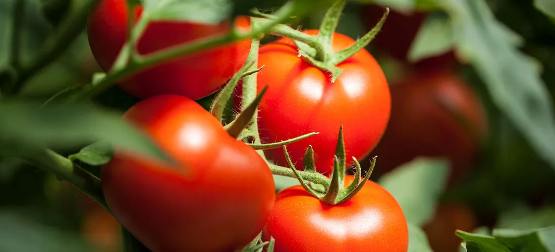 tomatos on a branch