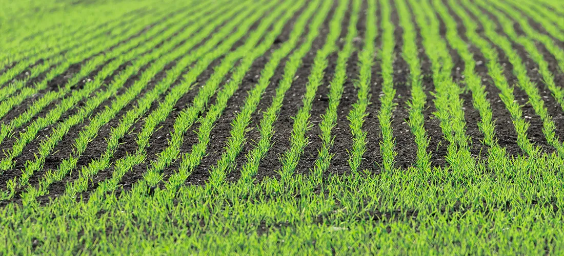 Filari di giovani coltivazioni di grano verde emergente