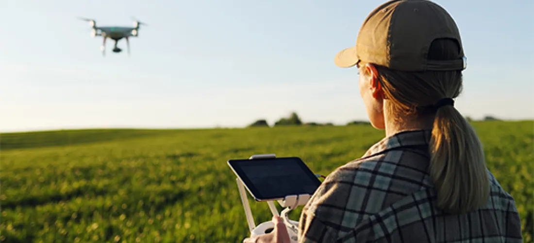 Close up of rear of Caucasian woman farmer in hat standing in green wheat field and controlling of drone which flying above margin.