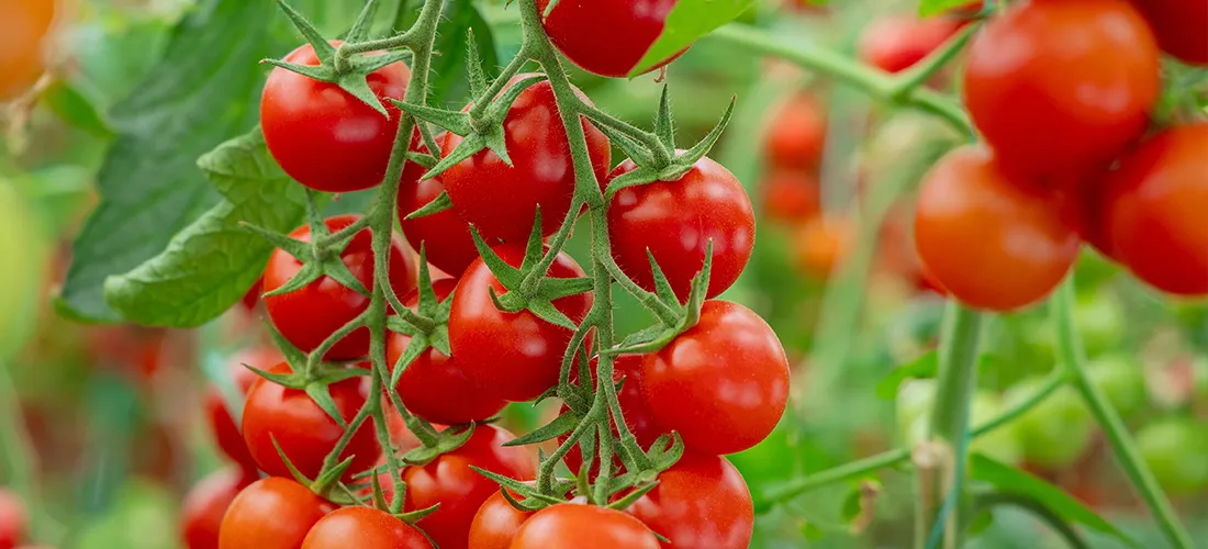 Actlet C: doppia forza contro la peronospora del pomodoro