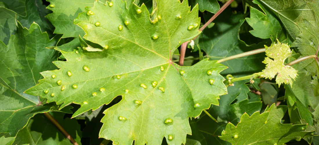 grape leaf_mites
