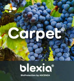 Un montage photo présentant un pied de vigne avec un cépage rouge, le logo Blexia au milieu et le logo du produit Carpet