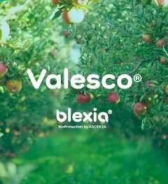 Valesco: extracto de ortiga para combatir las plagas en los cultivos.