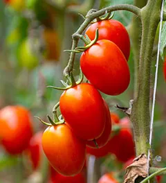 Growing of red salad or sauce tomatoes on greenhouse plantations in Fondi, Lazio, agriculture in Italy in summer