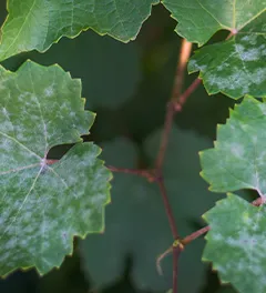 Grape leaves affected by powdery mildew