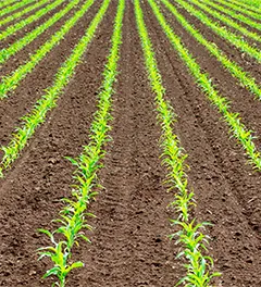 Green parallel lines of a young corn field