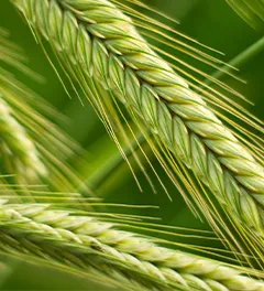 Close up of rye ears growing on the field. Summer landscape. Agriculture harvest. Countryside background. Grain for rye flour. Agribusiness