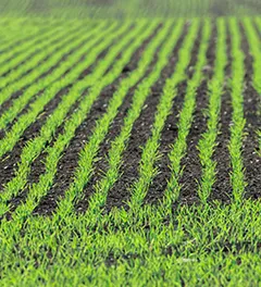 Filari di giovani coltivazioni di grano verde emergente