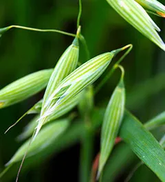 Gestione delle Avene resistenti: agronomia e diserbi di pre-emergenza 