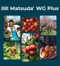 Matsuda WG Plus: il flazasulfuron autorizzato definitivamente su pomacee, drupacee e frutta a guscio