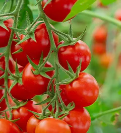 Actlet C: doppia forza contro la peronospora del pomodoro