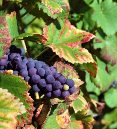 Grapes and flavescence dorée