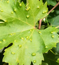 grape leaf_mites